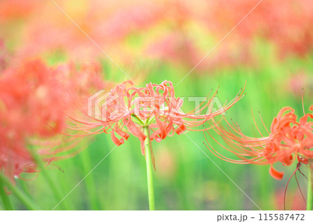 木漏れ日に輝く彼岸花 115587472
