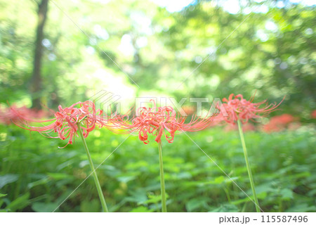 木漏れ日に輝く彼岸花 115587496