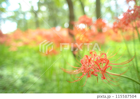 木漏れ日に輝く彼岸花 115587504