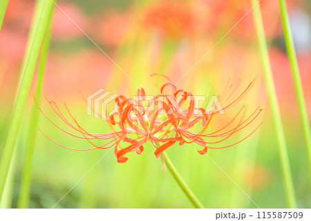 木漏れ日に輝く彼岸花 115587509