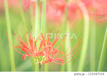 木漏れ日に輝く彼岸花 木漏れ日に輝く彼岸花 115587534
