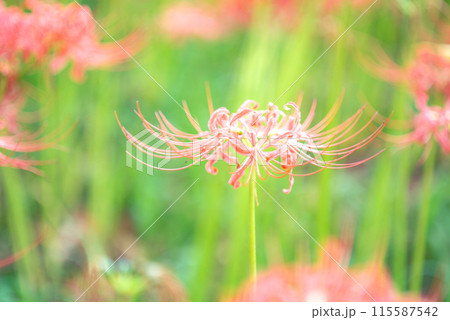 木漏れ日に輝く彼岸花 115587542