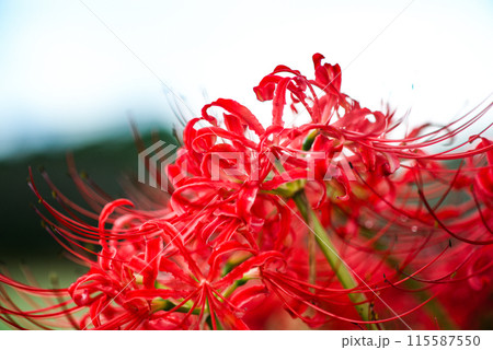 木漏れ日に輝く彼岸花 115587550