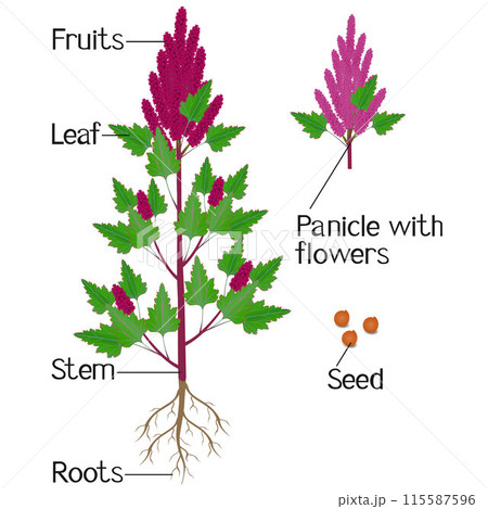 Parts of quinoa plant on a white background. 115587596