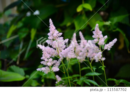 咲き始めた、アスチルベの花 咲き始めた、アスチルベの花 115587702