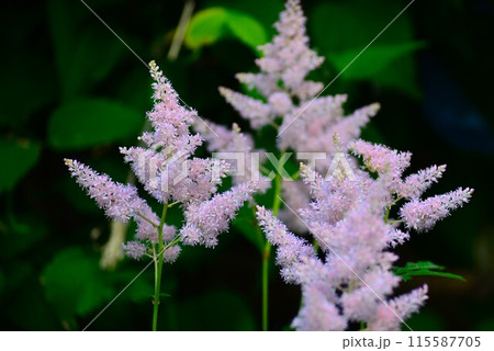 咲き始めた、アスチルベの花 咲き始めた、アスチルベの花 115587705