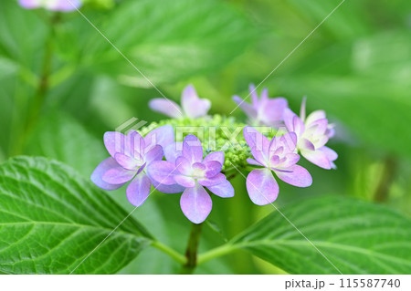 梅雨入り前に咲くガクアジサイの花 梅雨入り前に咲くガクアジサイの花 115587740