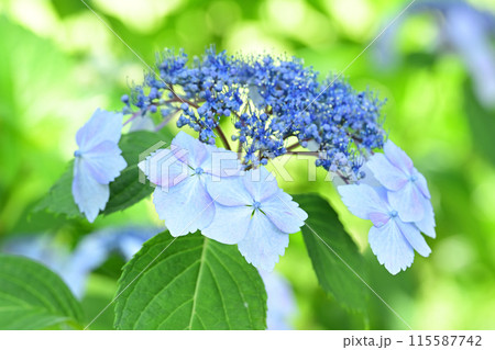 梅雨入り前に咲くガクアジサイの花 115587742