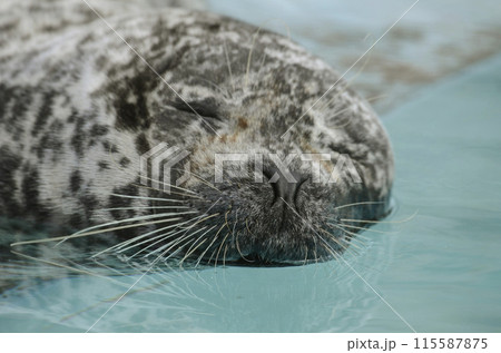 ゼニガタアザラシ ゼニガタアザラシ 115587875