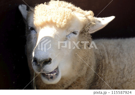 ヒツジ 115587924