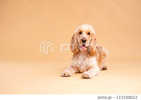 Adorable Cocker Spaniel dog sitting in brown studio Adorable Cocker Spaniel dog sitting in brown studio 115588022