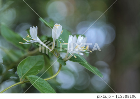 漢方で用いるスイカズラの香りの良い白い花段々黄色になるので金銀花とも言う 115588106