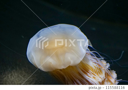 マーガレットの花が開いたようなキタユーレイクラゲ，ライオンのたてがみクラゲともいう 115588116