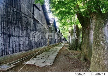 ケヤキと山居倉庫（山形県・酒田市） 115588241