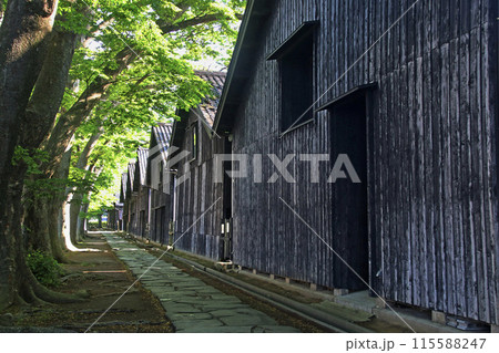 ケヤキと山居倉庫（山形県・酒田市） 115588247