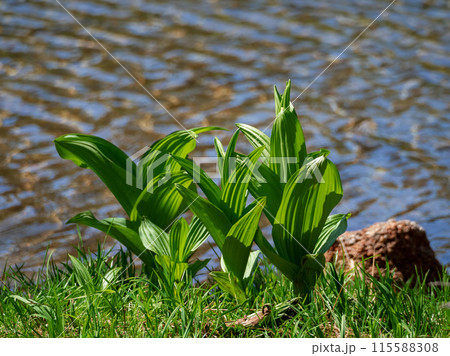 Green leaf sticking out of the water. Green leaf sticking out of the water. 115588308
