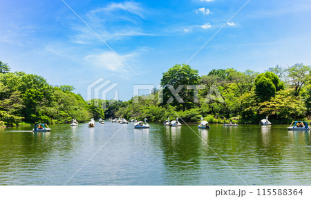 吉祥寺 休日の井の頭公園 吉祥寺 休日の井の頭公園 115588364