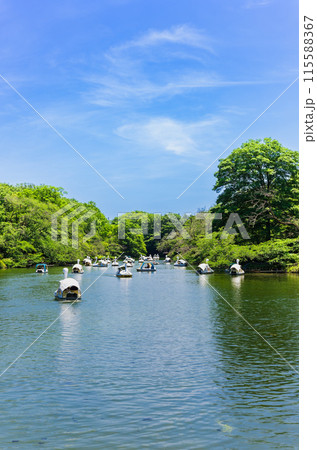 吉祥寺　休日の井の頭公園 115588367