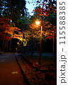 様々な色に染まった紅葉 115588385
