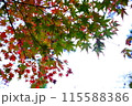 様々な色に染まった紅葉 115588386