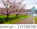 散り際の桜が咲く遊歩道 115588388