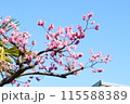 青空に映える梅の花 115588389