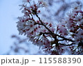 夕暮れの桜 115588390