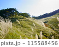 すすきが揺れる秋の山 115588456