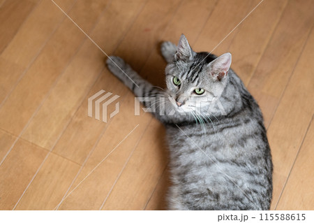 床に寝そべる猫　サバトラ猫 115588615