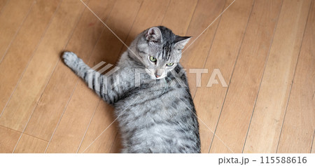 床に寝そべる猫　サバトラ猫 115588616