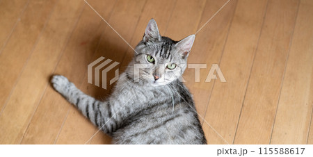 床に寝そべる猫　サバトラ猫 115588617