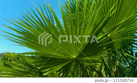 Large green palm leaves sway in the wind against the blue sky. 115588714