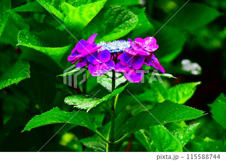 近隣に咲く紫陽花 115588744