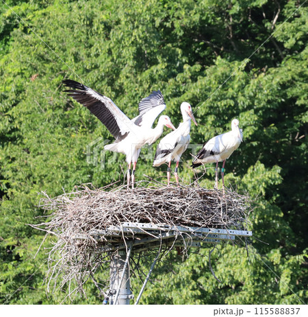 コウノトリのヒナの飛ぶ練習 115588837