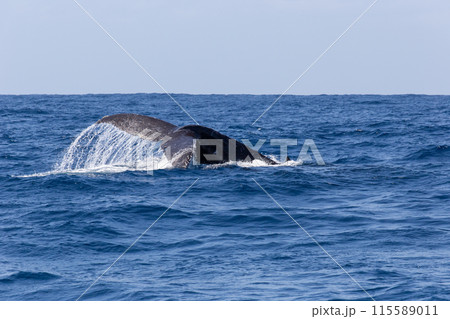 尾びれを上げるクジラ 115589011