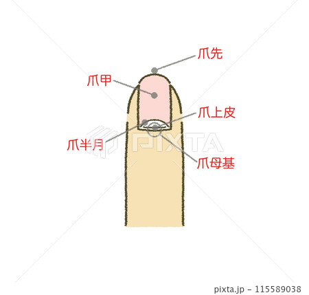 爪の構造図 爪のイラスト イラスト素材 115589038