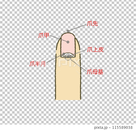 爪の構造図 爪のイラスト イラスト素材 115589038
