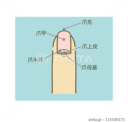 爪の構造図 爪のイラスト イラスト素材 115589173