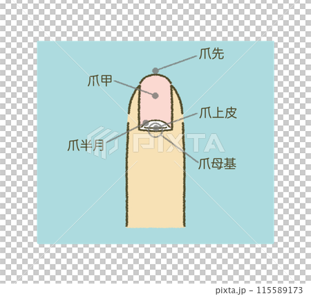 爪の構造図 爪のイラスト イラスト素材 115589173