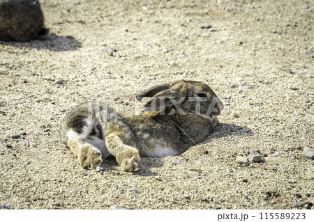 穴を掘って寝る兎 115589223