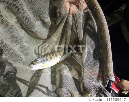 釣り上げたヤマメ 115589447