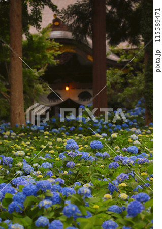 雲昌寺の紫陽花の花海 雲昌寺の紫陽花の花海 115589471