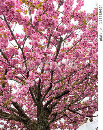 cherry blossom 115589494