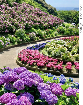 色とりどりに咲き乱れるあじさいガーデンの紫陽花〈形原温泉あじさいの里/愛知県蒲郡市〉 色とりどりに咲き乱れるあじさいガーデンの紫陽花〈形原温泉あじさいの里/愛知県蒲郡市〉 115589553