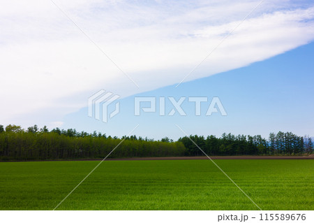 空ー草原⑥ 115589676