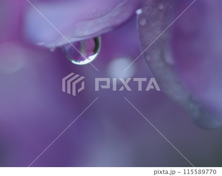 花びらについた水滴 花びらについた水滴 115589770