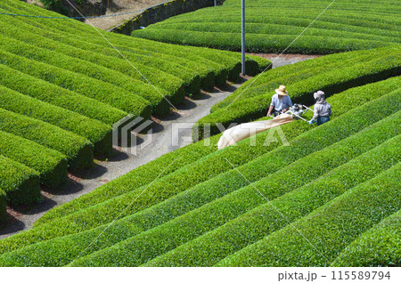 日本文化遺産 京都府和束町の美しい茶畑風景 日本文化遺産 京都府和束町の美しい茶畑風景 115589794