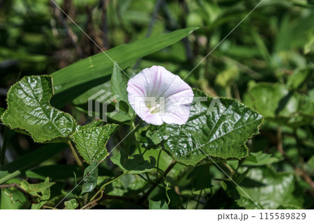 薄桃色の花を持つつる性植物ヒルガオ（宿根）