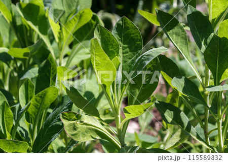 苦味があるものの滋養に良いと言われるホソバワダンの葉 115589832