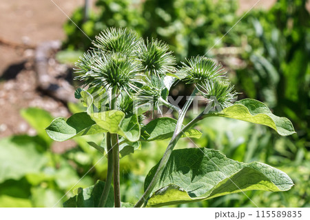 日本人だけが根を食べるゴボウの総苞【初期】 115589835